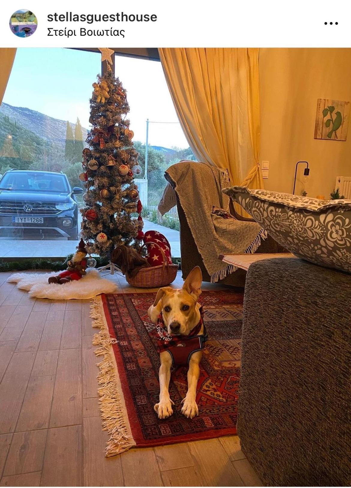 Stellas Guesthouse Near Arachova Stírion エクステリア 写真